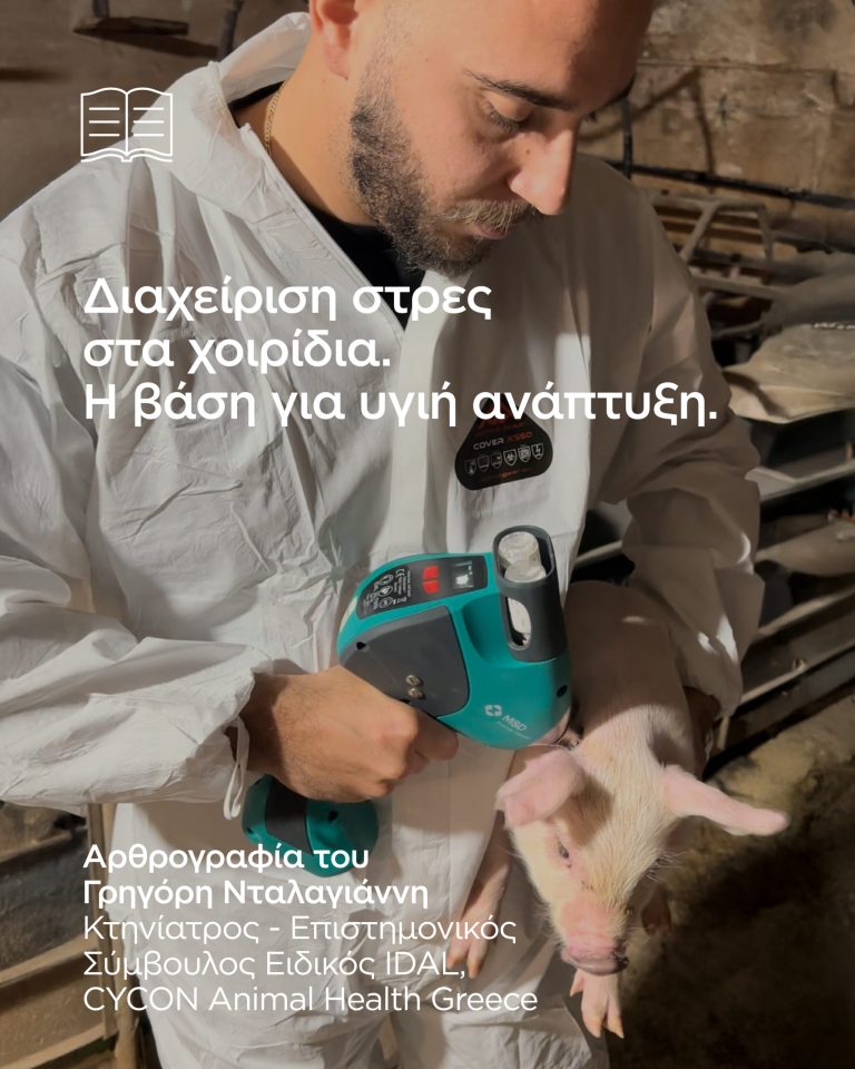 Read more about the article Διαχείρηση στρες στα χοιρίδια. Η βάση για υγιή ανάπτυξη.