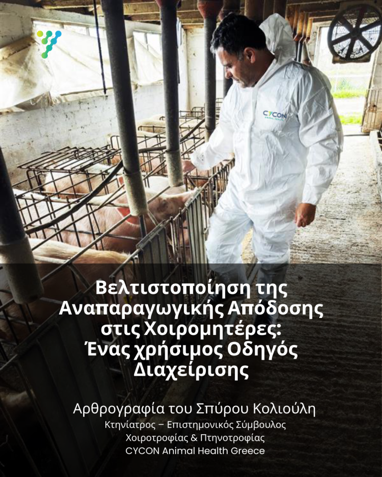 Read more about the article Βελτιστοποίηση της Αναπαραγωγικής Απόδοσης στις Χοιρομητέρες: Ένας χρήσιμος Οδηγός Διαχείρισης.