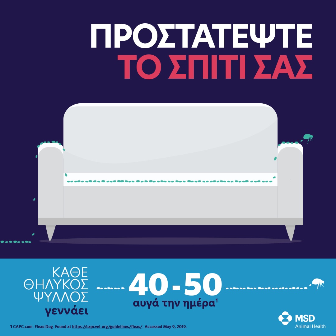 Read more about the article Μέτρα καταπολέμησης των ψύλλων στο περιβάλλον